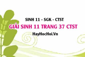 Giải Sinh 11 trang 37 Chân trời sáng tạo SGK